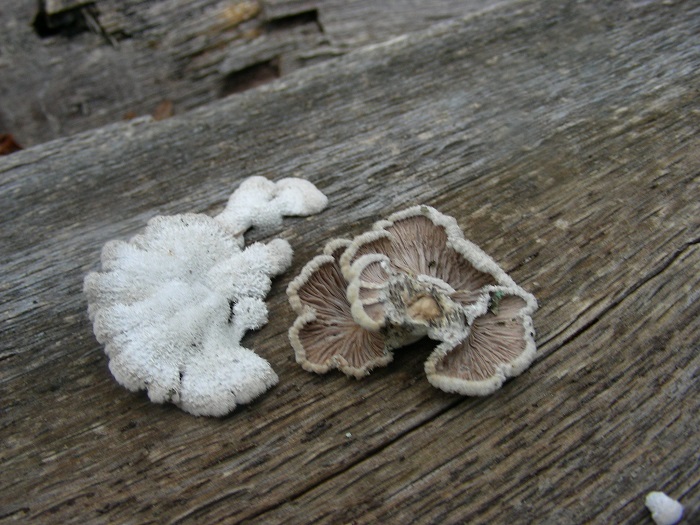 614 Marzo vecchio ritrovamento